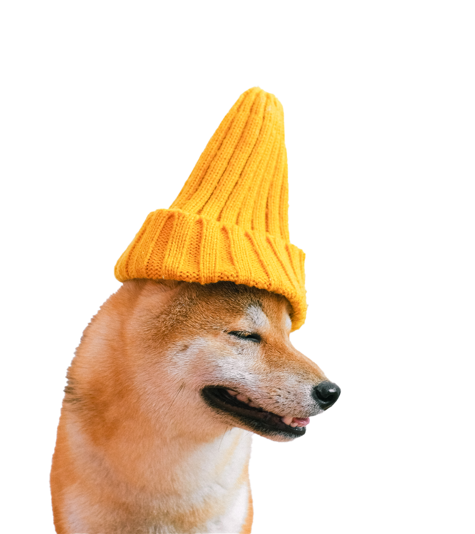 תמונה של כלב עם כובע
