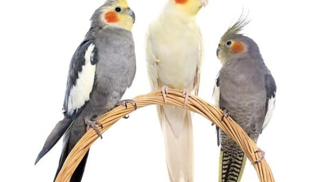 איך מגדלים תוכי קוקטייל (נימפית מצויצת)?