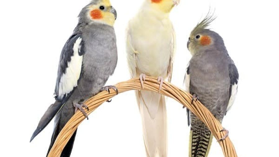 איך מגדלים תוכי קוקטייל (נימפית מצויצת)?