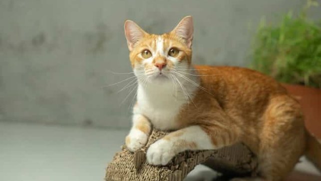 למה כדאי לרכוש מתקני גירוד לחתולים? 