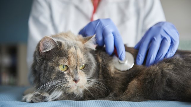 חתלתלת - Feline Panleukopenia – מה חשוב וכדאי לדעת? 