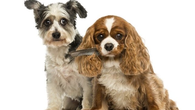 קבליר קינג צארלס ספנייל - Cavalier King Charles Spaniel - סיקור על סוג הכלב