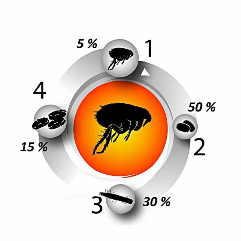 אמפולות פסטיגון לכלב במשקל 40-60 ק"ג