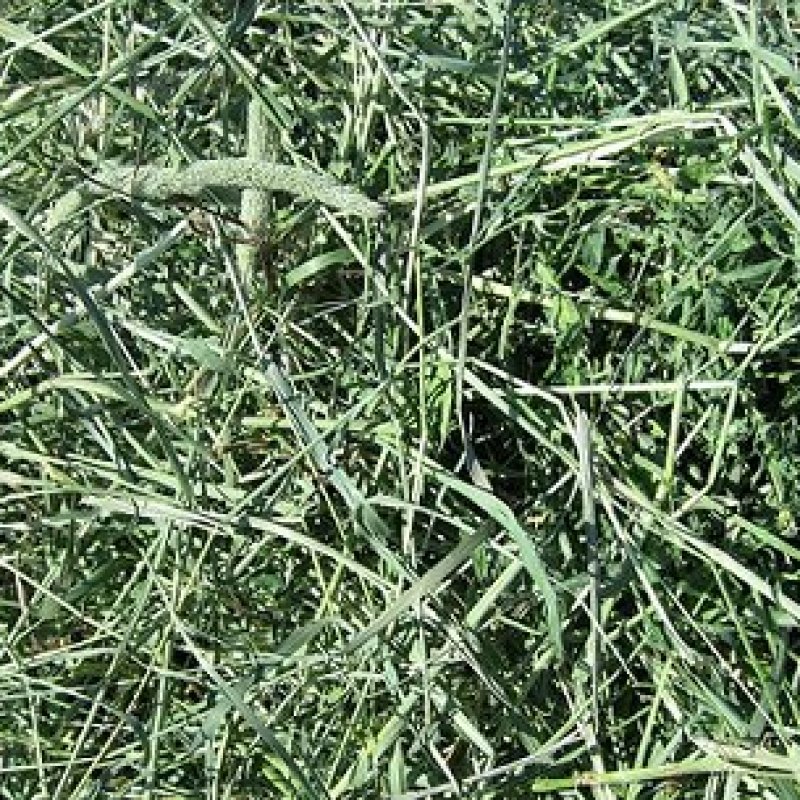 Hay pet alfalfa היי פט אספסת 500 גרם