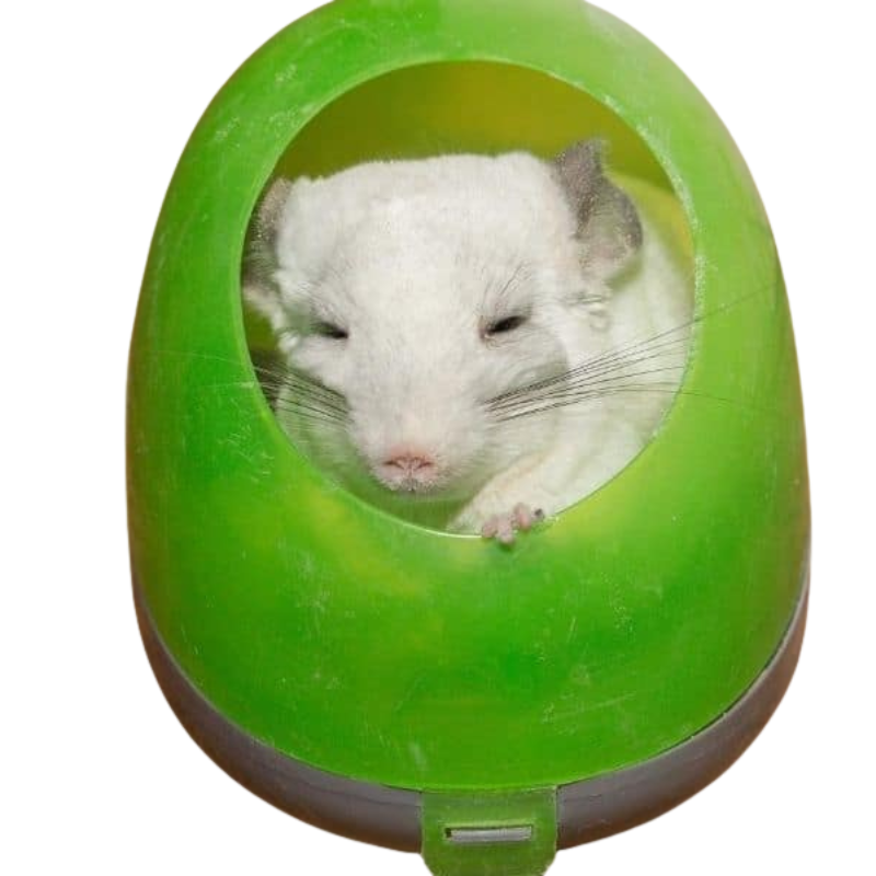 אמבטיה לצ'ינצ'ילה Pawise