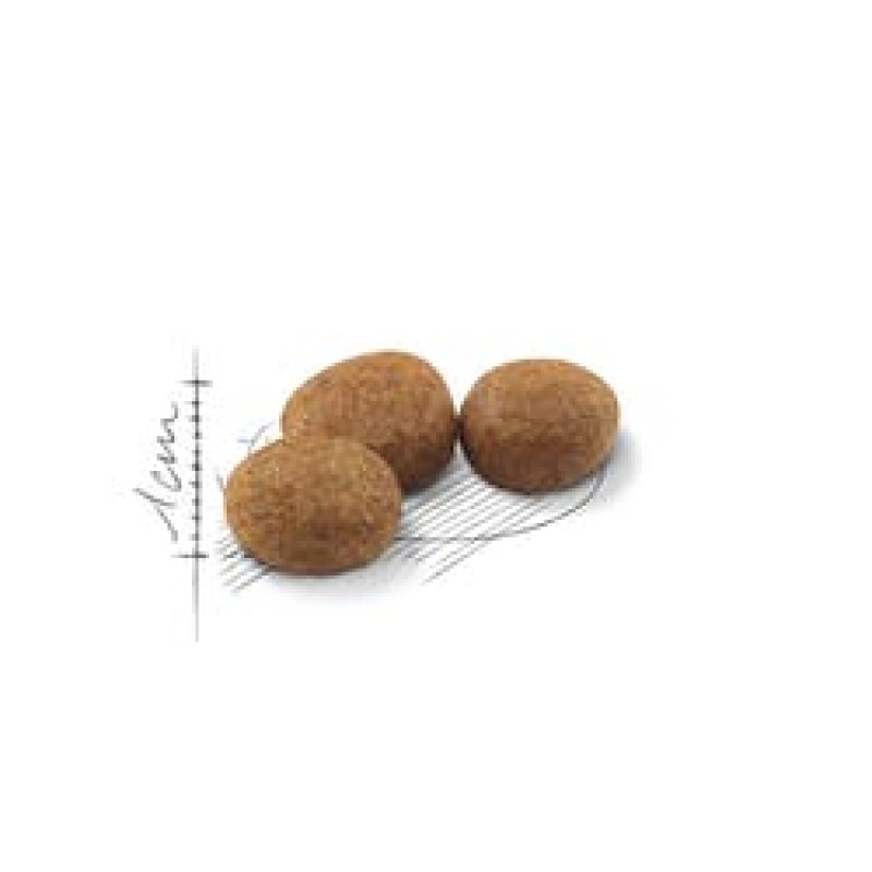 רויאל קנין סטרילייז לחתול 10 ק"ג