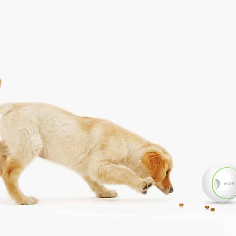 כדור זורק חטיפים אוטומטי petgeek